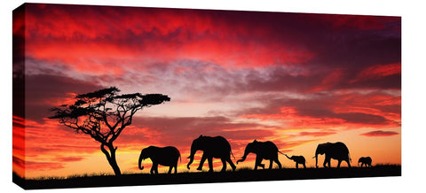 African Elephants Walking By Sunset