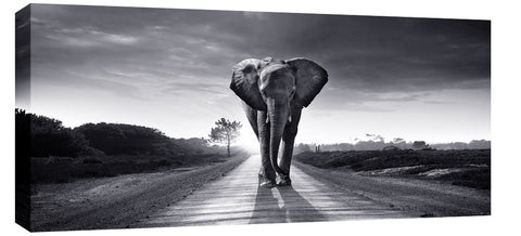 Lone Elephant in Black & White