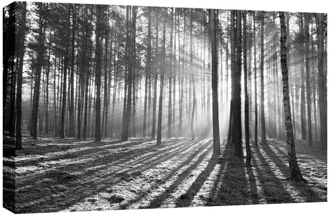 Sunbeams Through Forest in Black and White