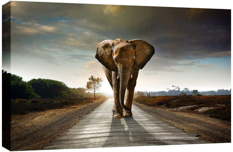 Elephant Walking In Colour