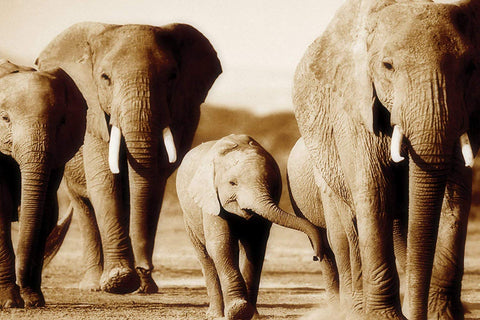 Elephants in Sepia