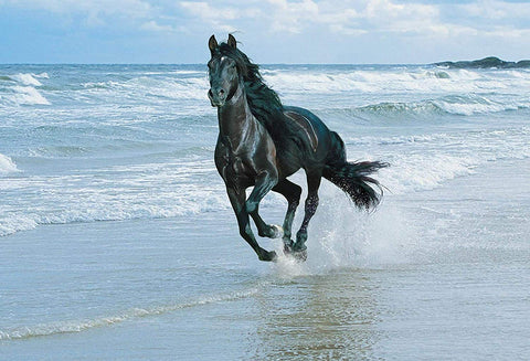 Horse on a Seashore