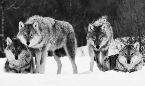 Wolves in Black and White